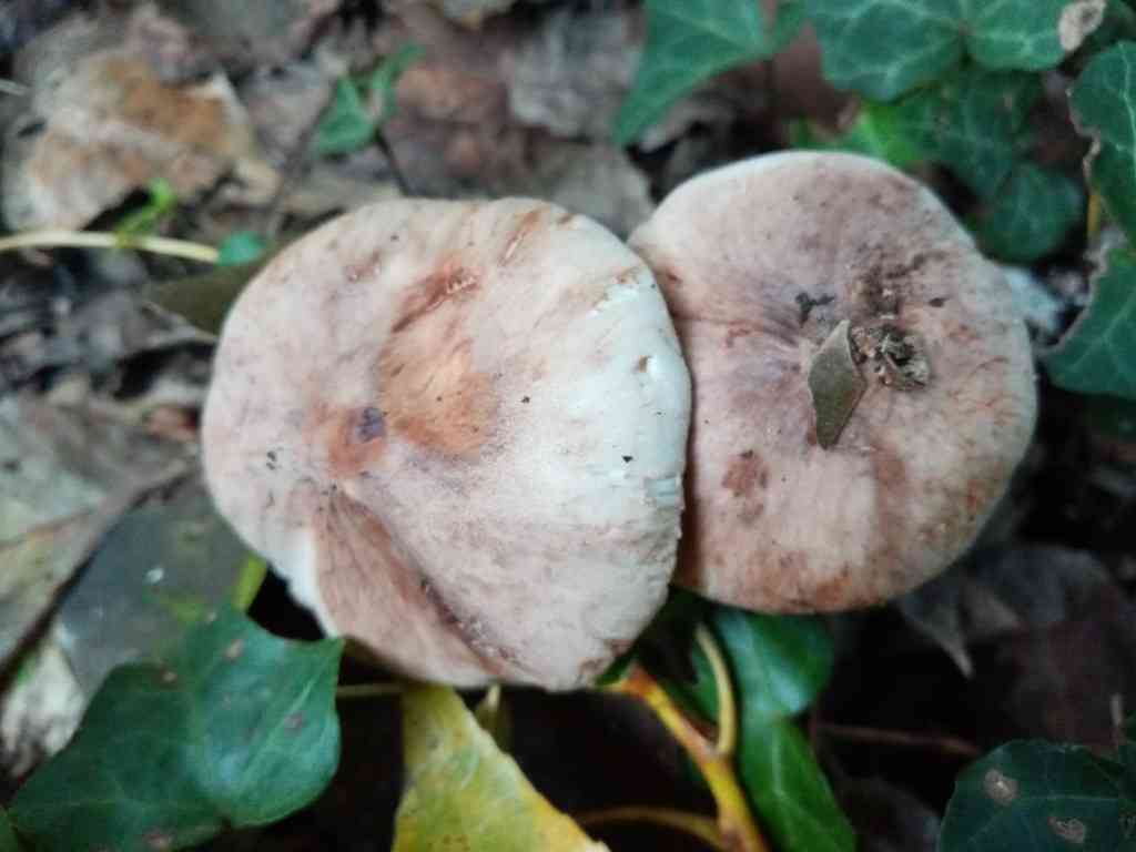 Blushing dapperling (Leucocoprinus badhamii) thumbnail 3