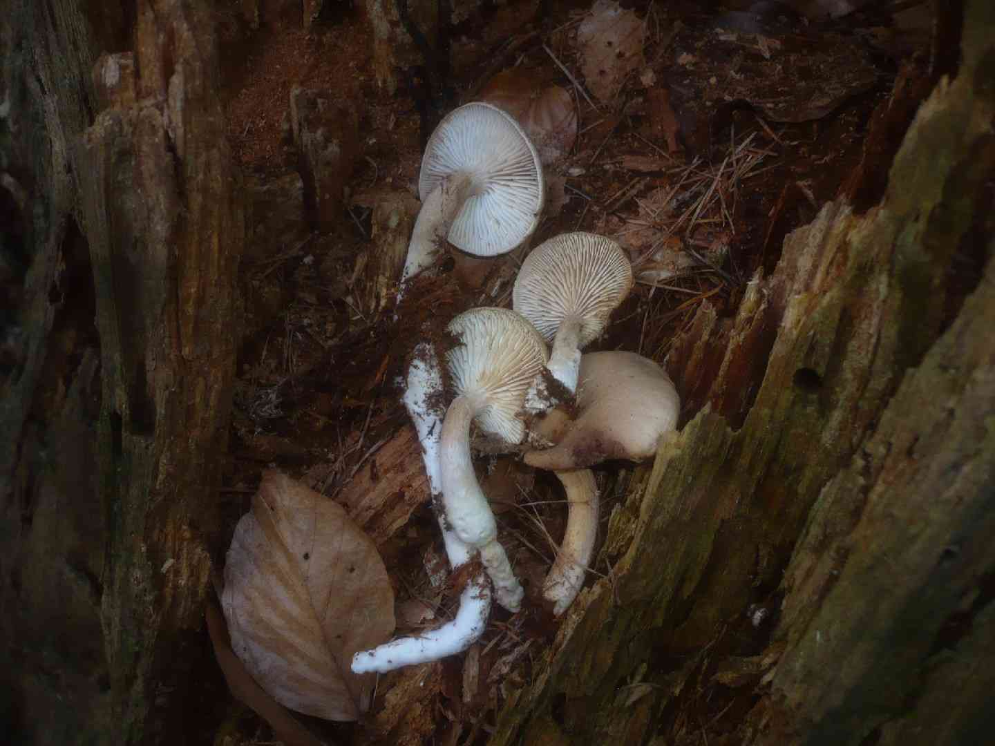 Sticky sawgill (Neolentinus adhaerens) thumbnail 3