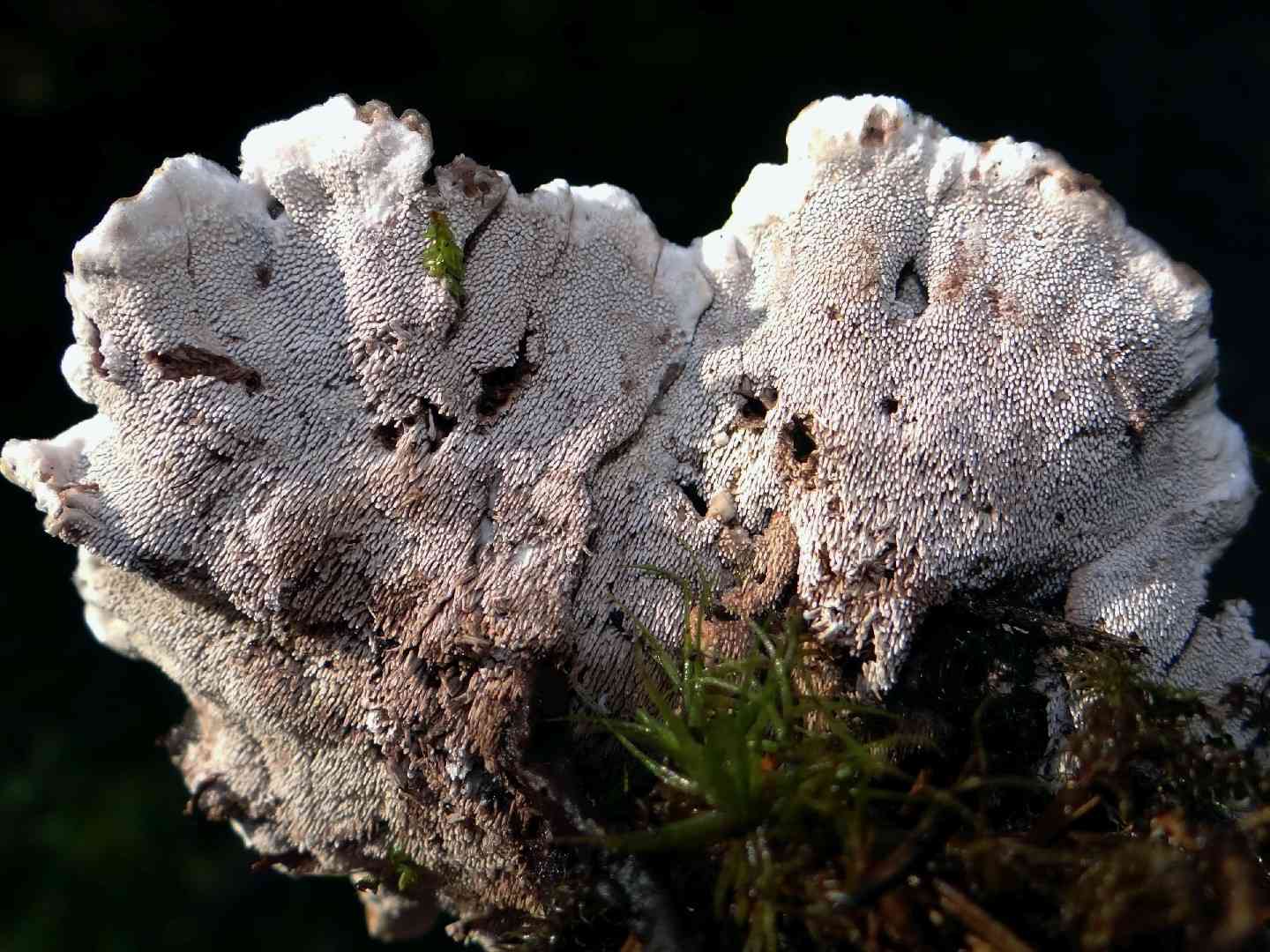 Grey tooth (Phellodon melaleucus) thumbnail 3