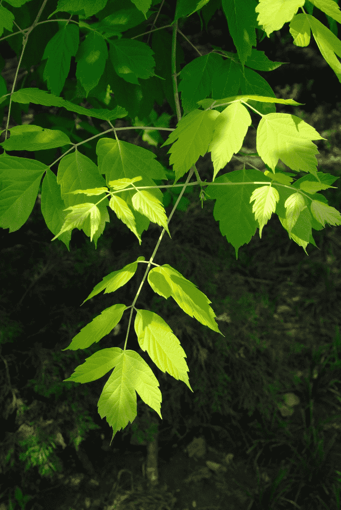 Box elder