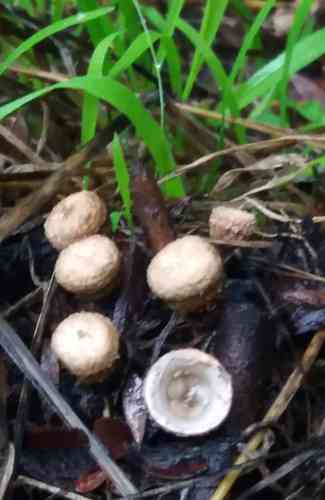 Splash-cup bird's-nest (Cyathus stercoreus) thumbnail 3