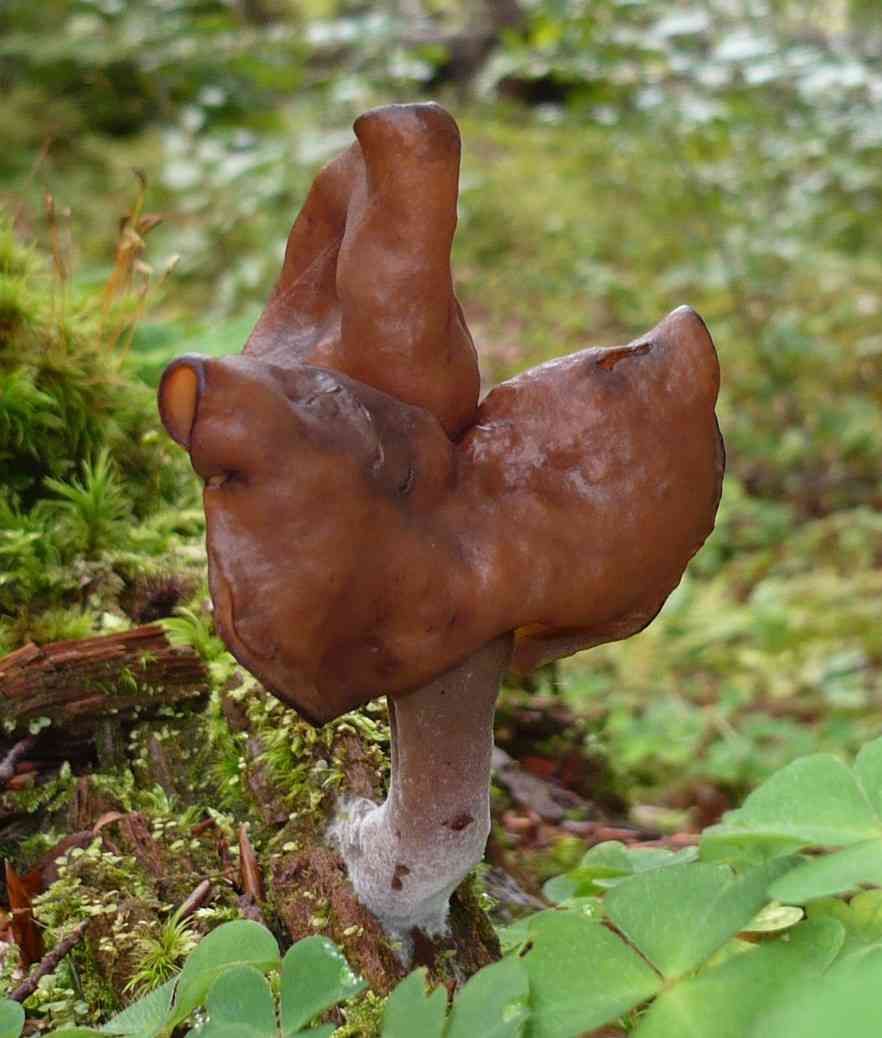 Hooded false morel