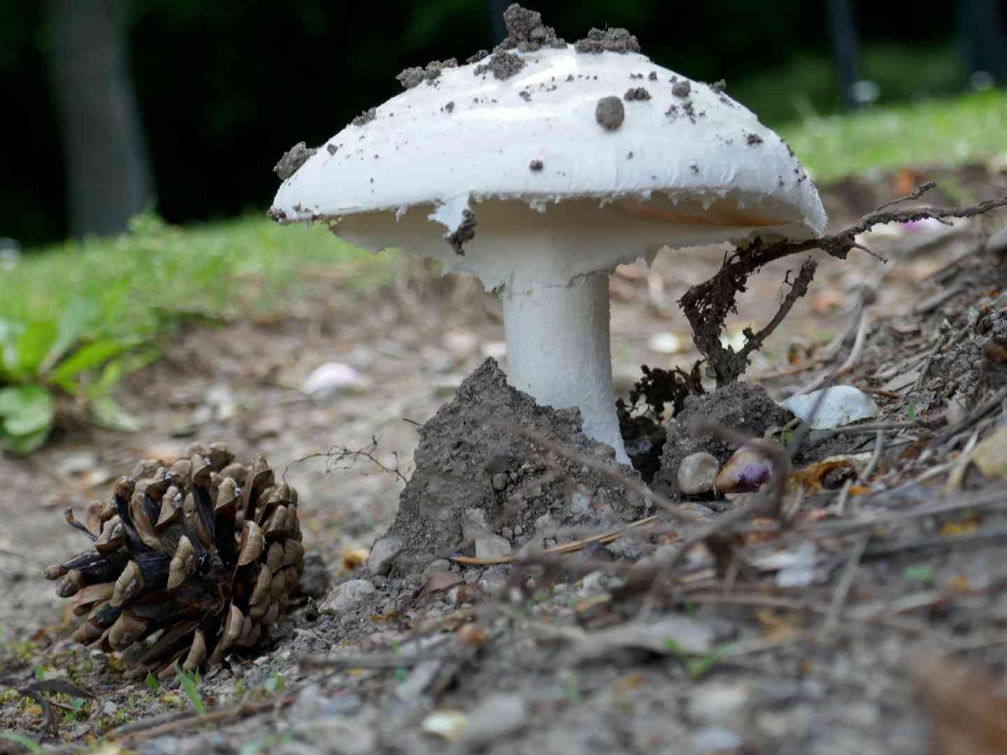 Warted amanita (Amanita strobiliformis) thumbnail 3