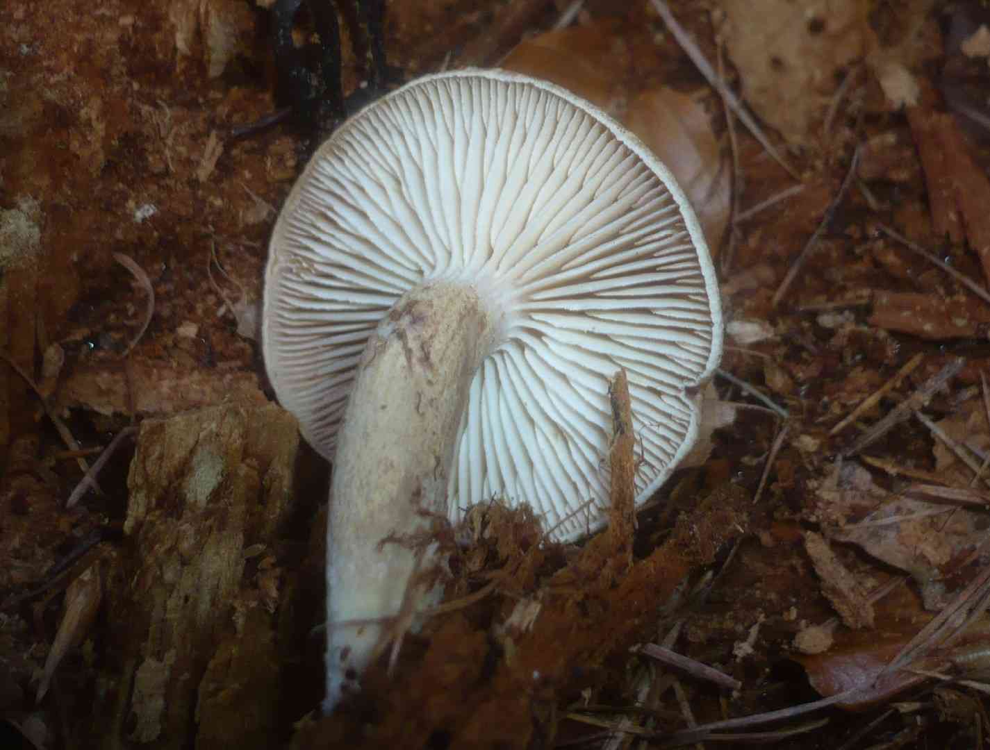 Sticky sawgill (Neolentinus adhaerens) thumbnail 2