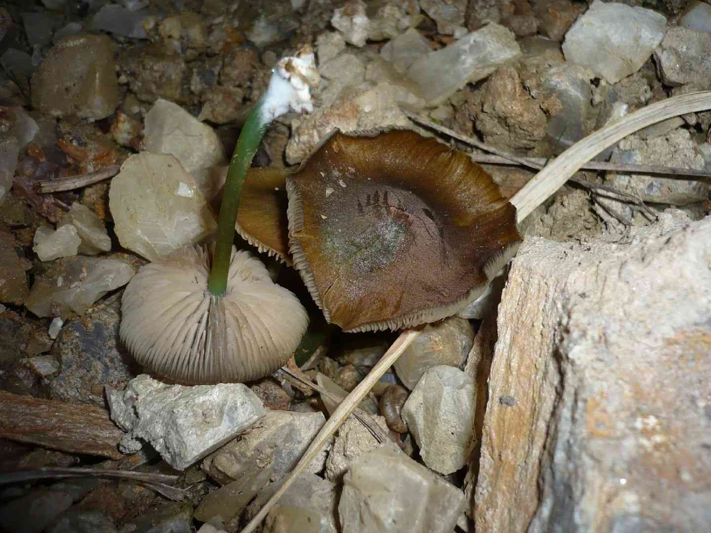 Mousepee pinkgill (Entoloma incanum) thumbnail 2