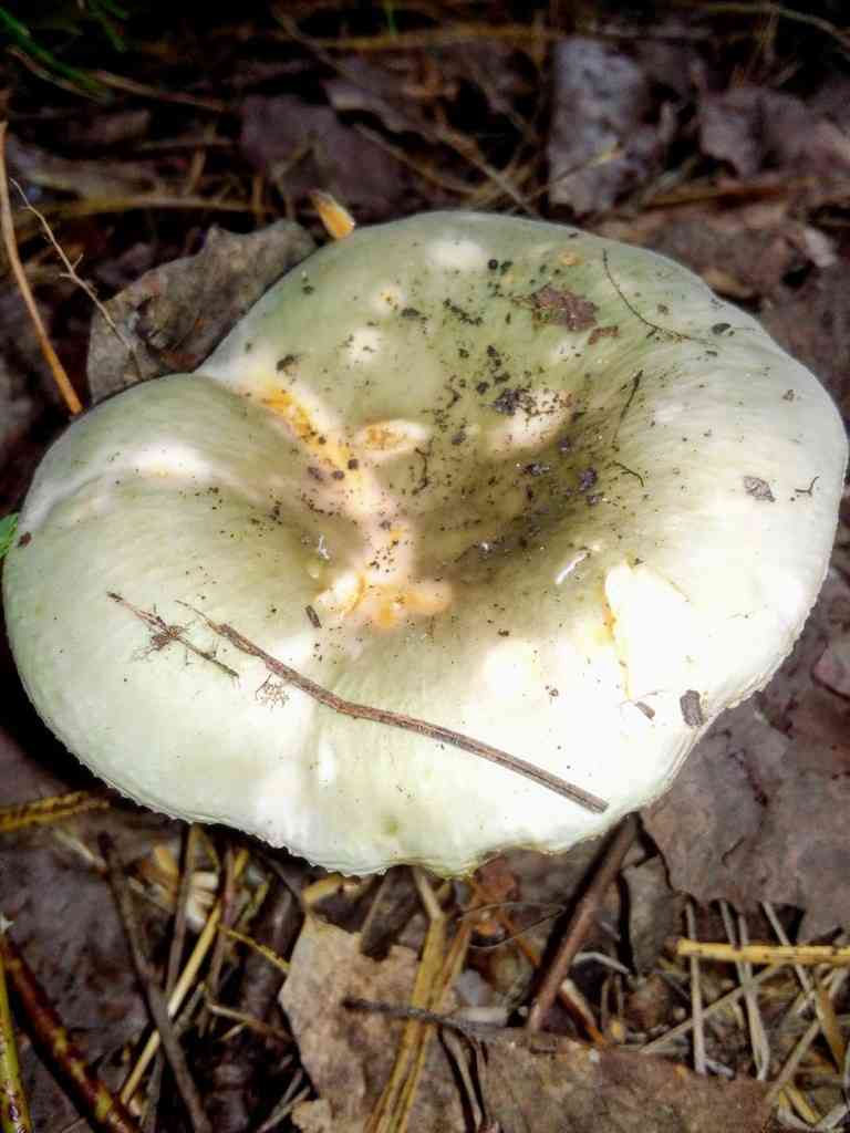 Green brittlegill (Russula aeruginea) thumbnail 3