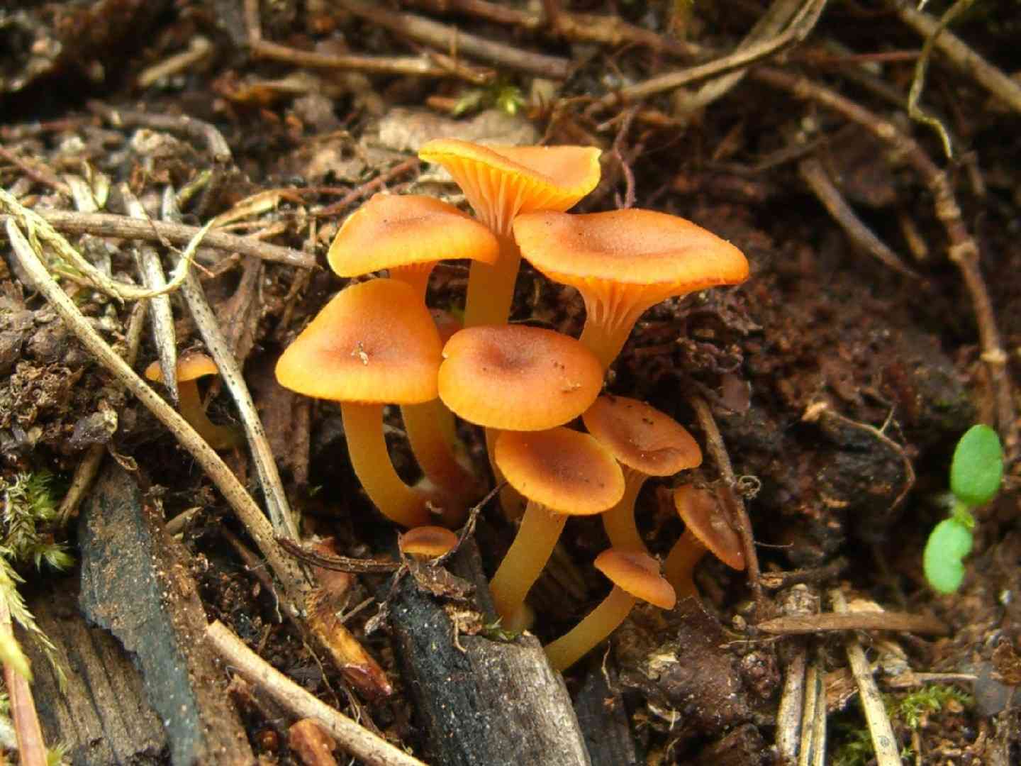 Pinewood gingertail (Xeromphalina campanella) thumbnail 1