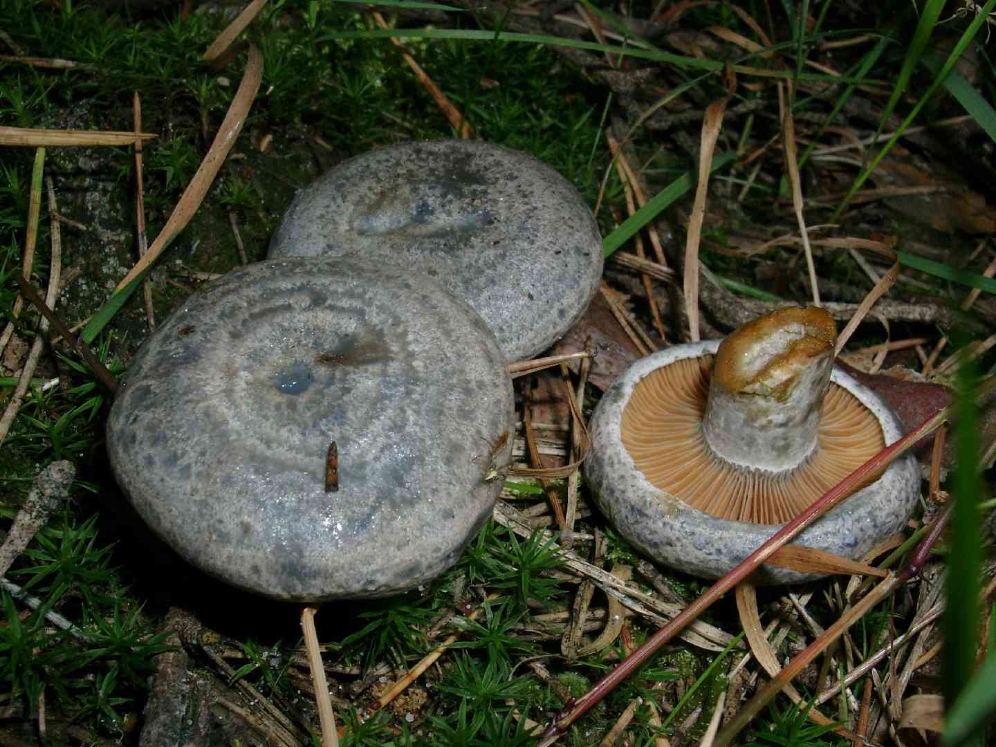 Carrot milkcap