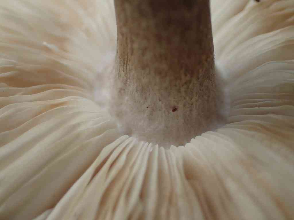Sooty shield (Pluteus ephebeus) thumbnail 2
