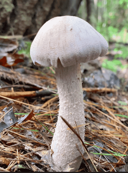 Purple-gilled laccaria (Laccaria ochropurpurea) thumbnail 1
