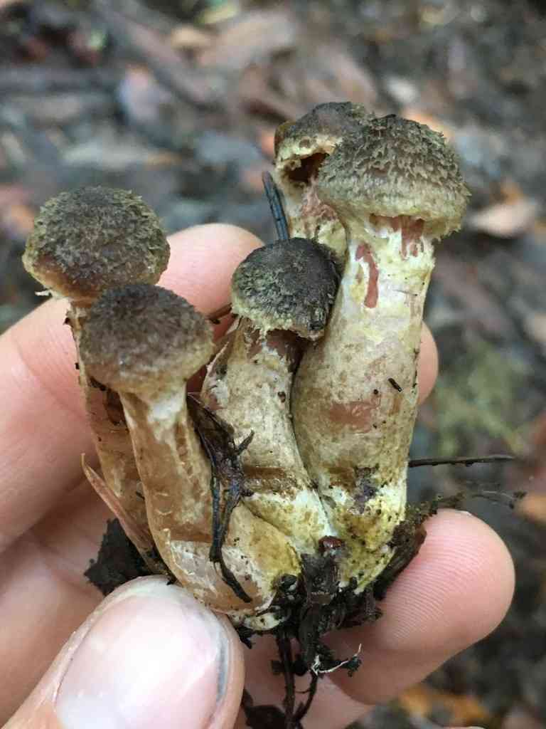 Honey mushroom (Armillaria sinapina) thumbnail 3