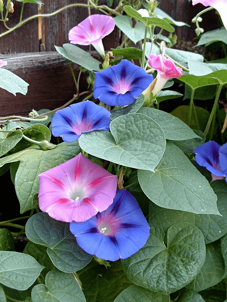 Common morning glory