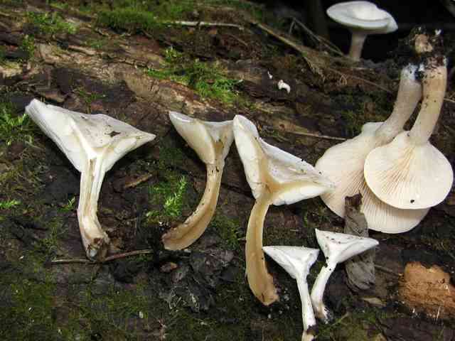 Clitopilus scyphoides