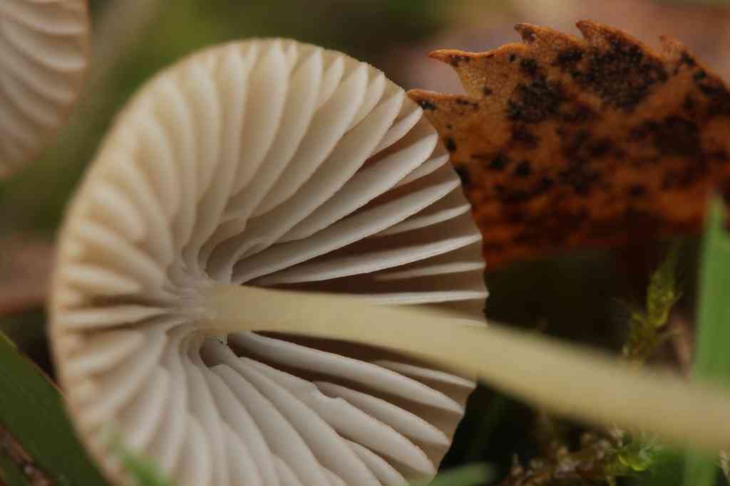 Brownedge bonnet (Mycena olivaceomarginata) thumbnail 2