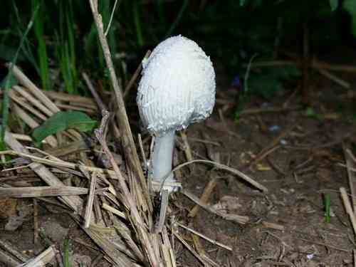 Snowy inkcap (Coprinopsis nivea) thumbnail 3