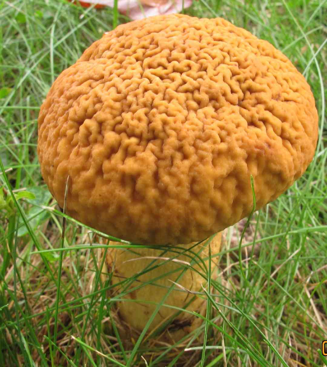 Wrinkled leccinum (Leccinum rugosiceps) thumbnail 3