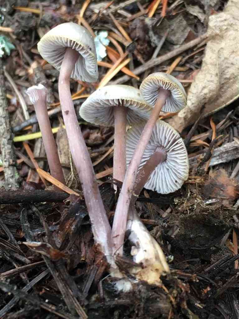 Lilac bonnet (Mycena pura) thumbnail 2