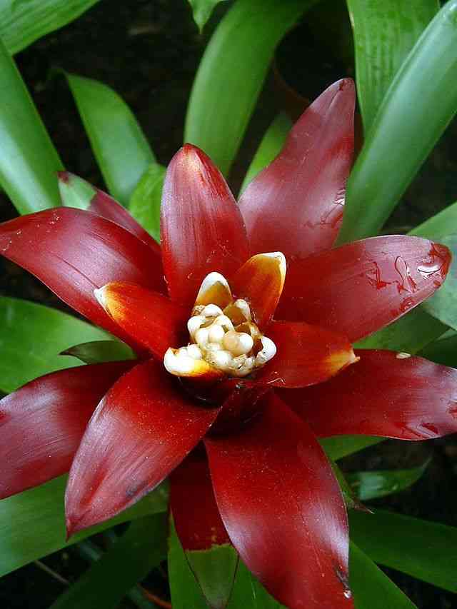 Scarlet-star