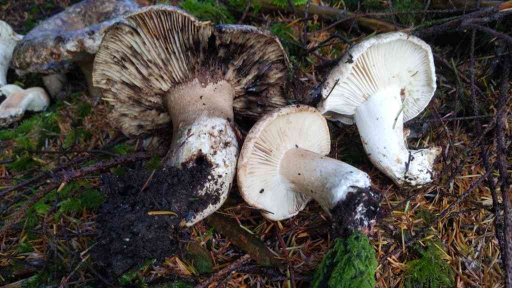 Russula dissimulans (Russula dissimulans) thumbnail 2