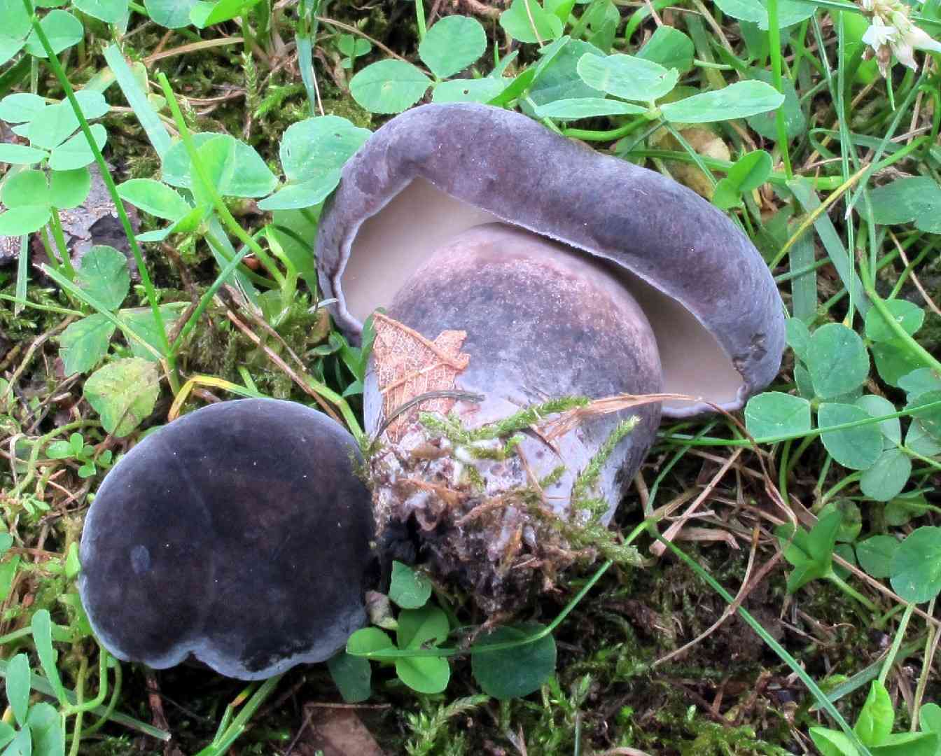 Black velvet bolete