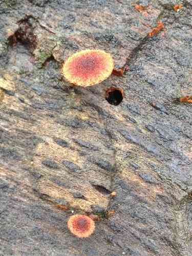 Hedgehog scalycap (Phaeomarasmius erinaceus) thumbnail 3