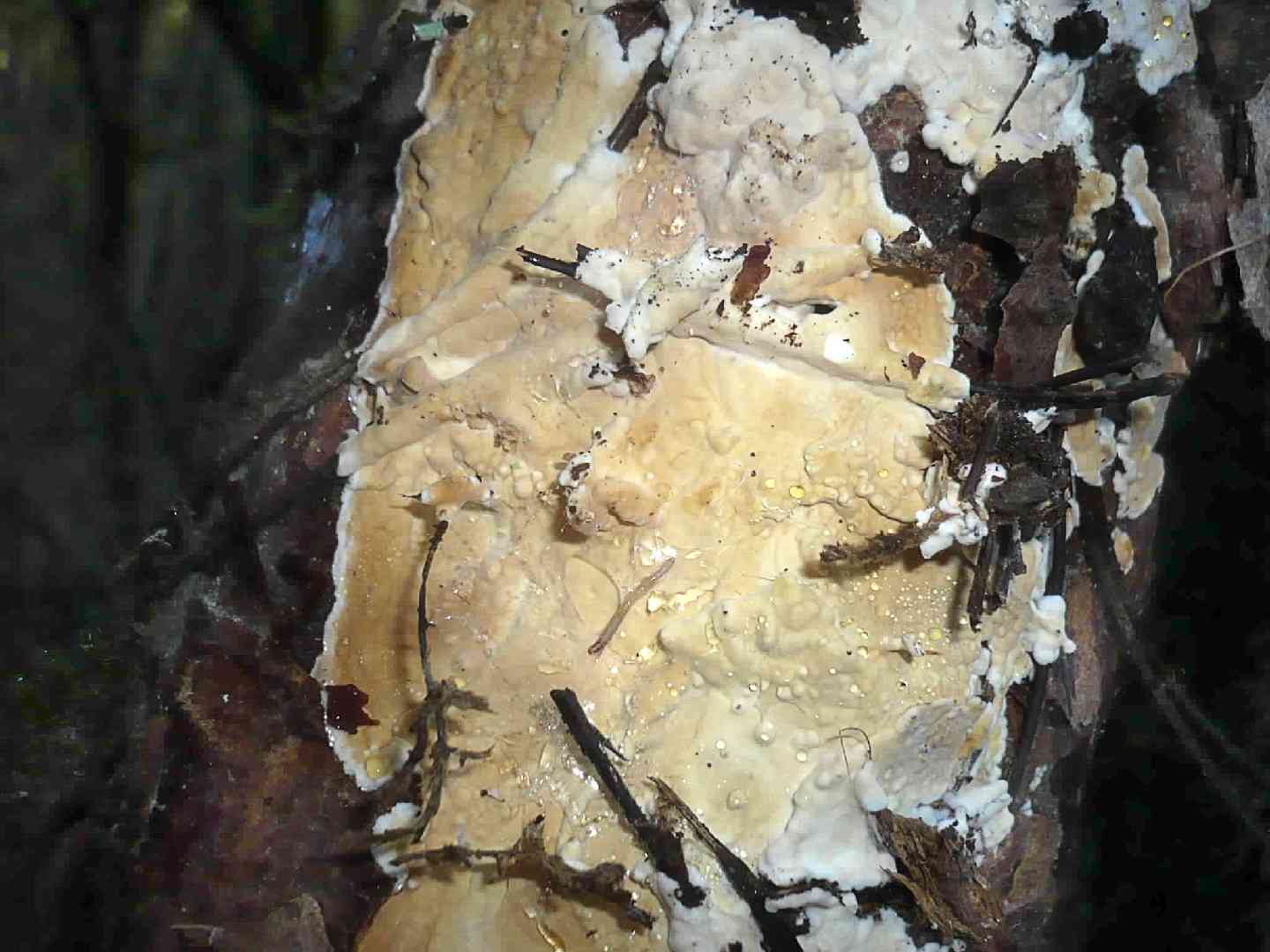 Dacryobolus karstenii (Dacryobolus karstenii) thumbnail 1