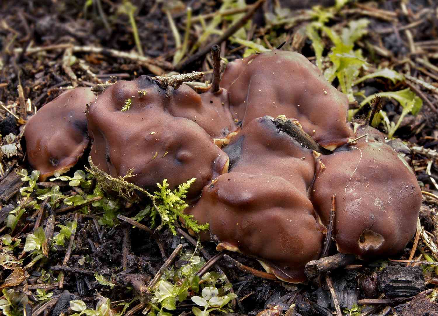 Doughnut fungus (Rhizina undulata) thumbnail 1