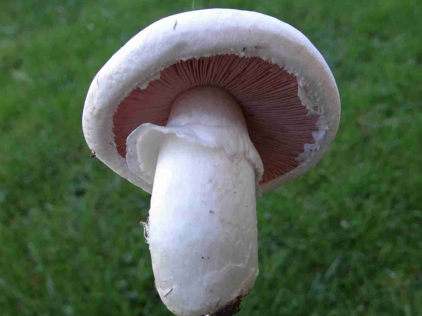 Button mushroom