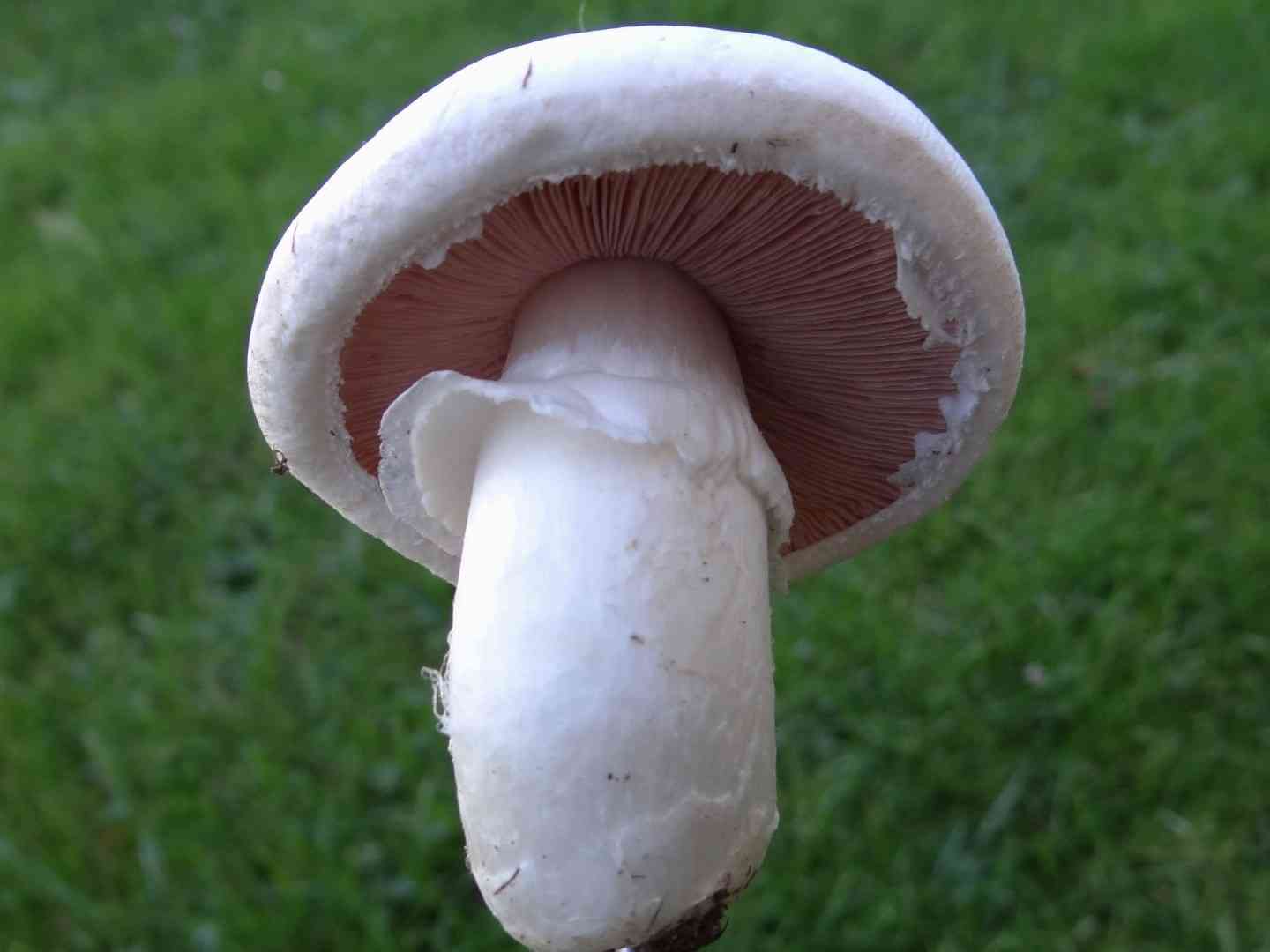 Button mushroom (Agaricus bisporus) thumbnail 1