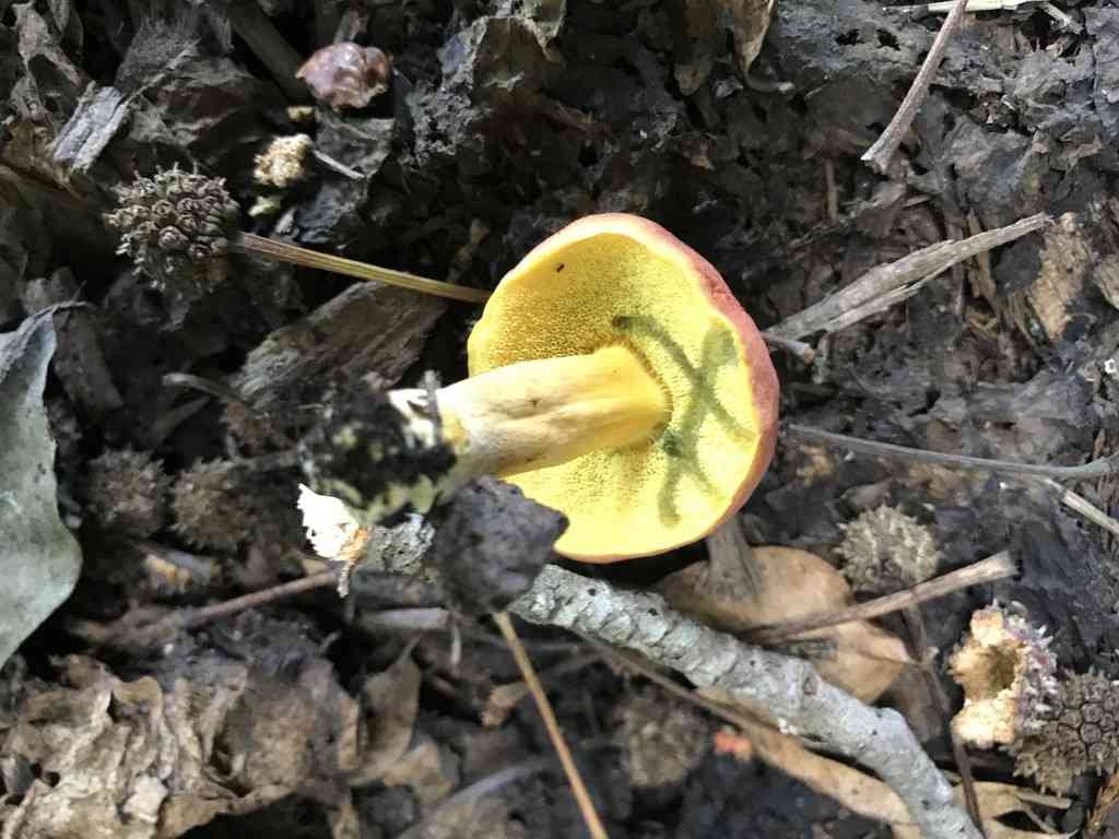 Field bolete (Hortiboletus campestris) thumbnail 3