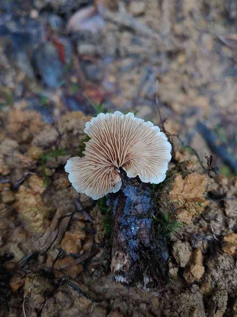 Pale oysterling (Crepidotus caspari) thumbnail 3