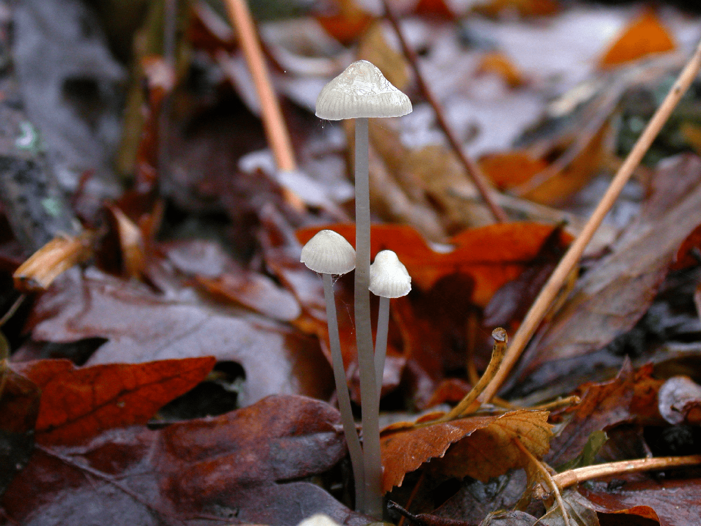 Snapping Bonnet Snapping bonnet (Mycena vitilis) — Mushroom Guide | ForwardPlant