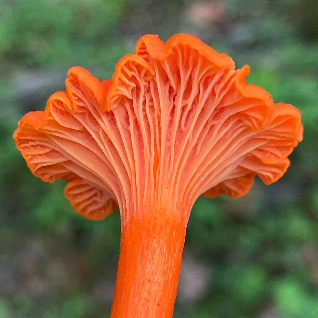Red chanterelle (Cantharellus cinnabarinus) thumbnail 1