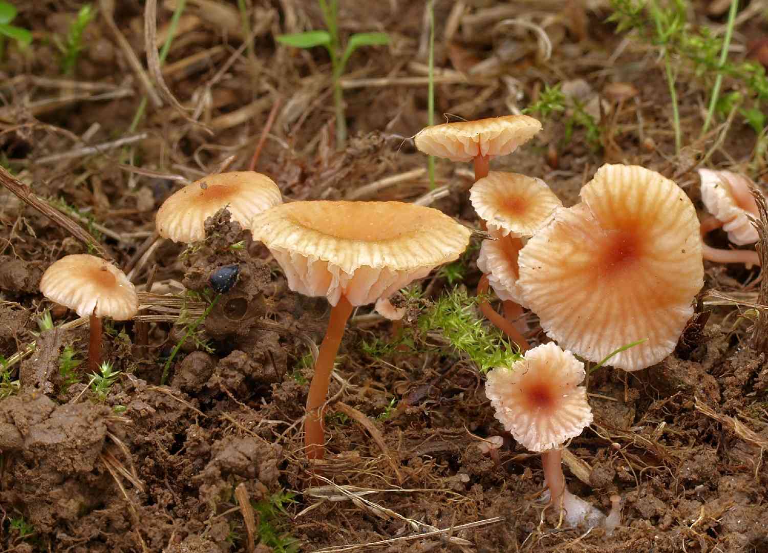 Twisted deceiver (Laccaria tortilis) thumbnail 2