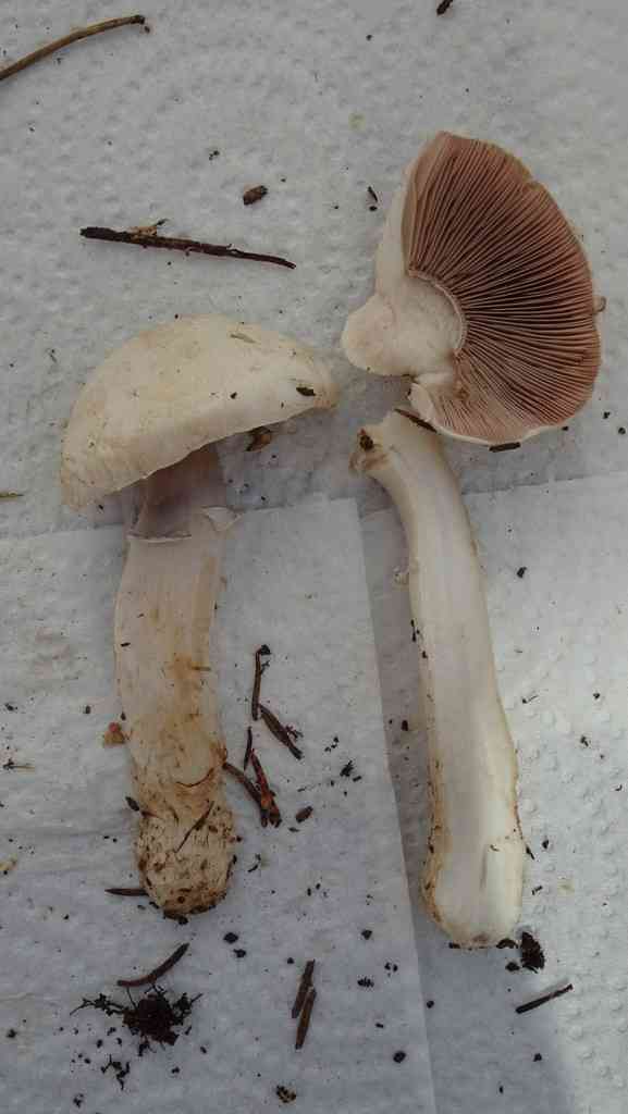 Agaricus altipes (Agaricus altipes) thumbnail 2