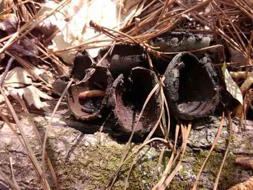 Devil's urn (Urnula craterium) thumbnail 3