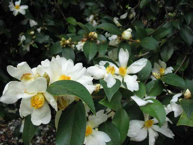 Tea-oil camellia