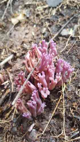 Violet coral (Clavaria zollingeri) thumbnail 2