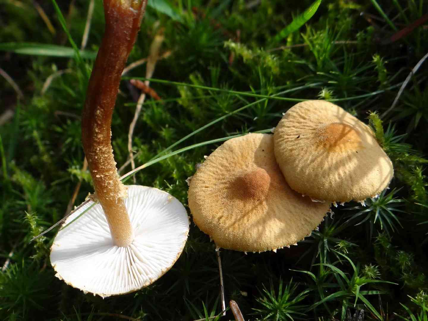Pine powdercap (Cystoderma jasonis) thumbnail 3