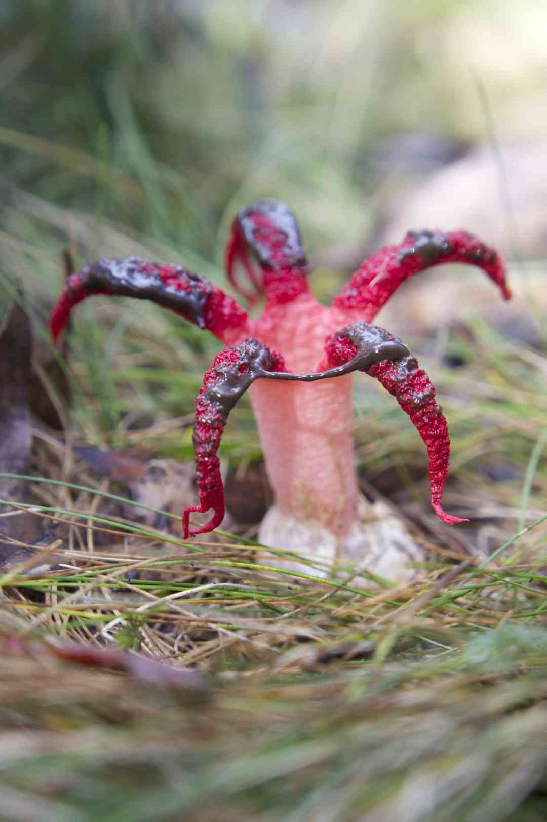 Devil's fingers (Clathrus archeri) thumbnail 1