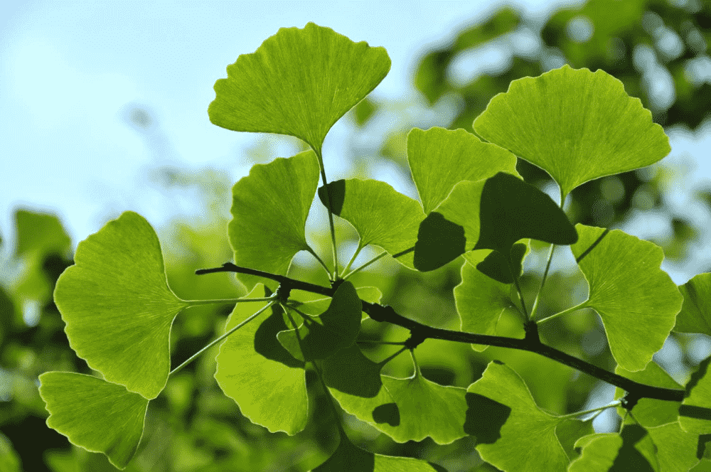 Maidenhair tree