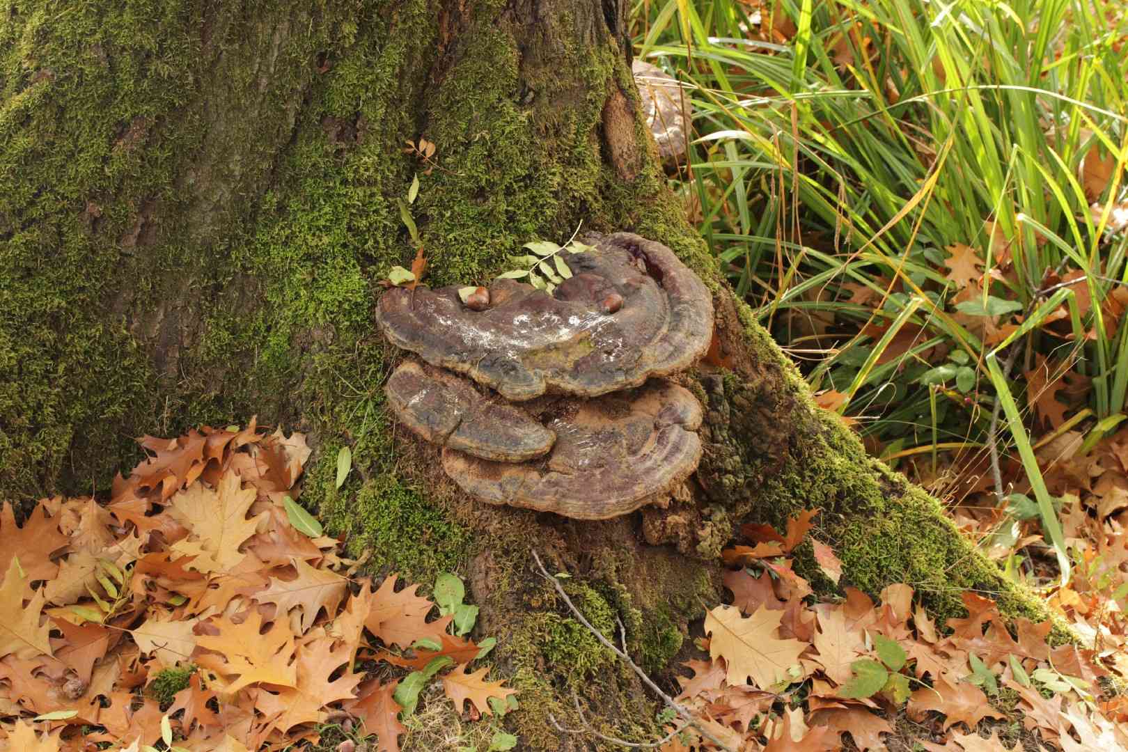 Ganoderma resinaceum (Ganoderma resinaceum) thumbnail 3
