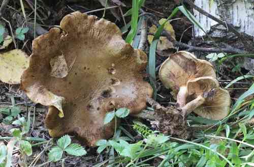 Brown roll-rim (Paxillus involutus) thumbnail 3