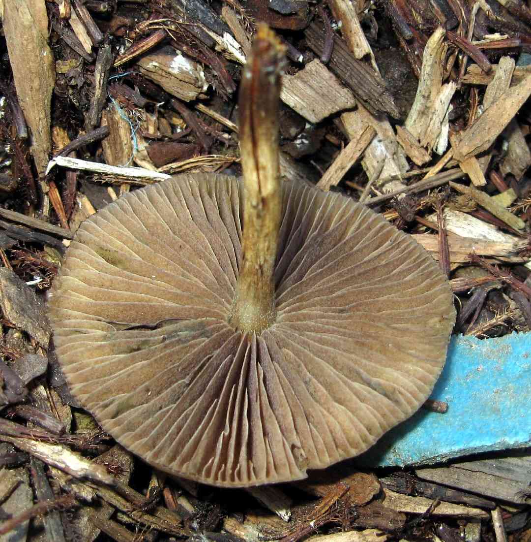 Psilocybe allenii (Psilocybe allenii) thumbnail 2