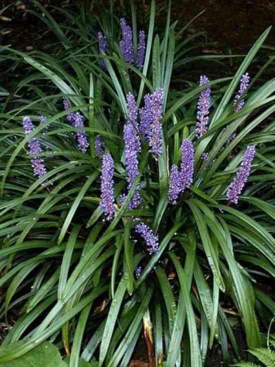Big blue lilyturf