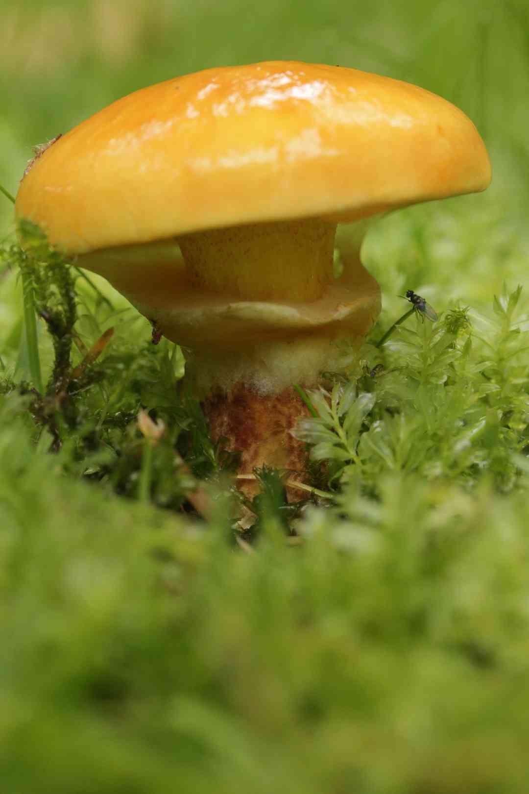 Larch bolete (Suillus grevillei) thumbnail 3