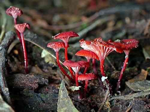 Ruby bonnet (Cruentomycena viscidocruenta) thumbnail 3