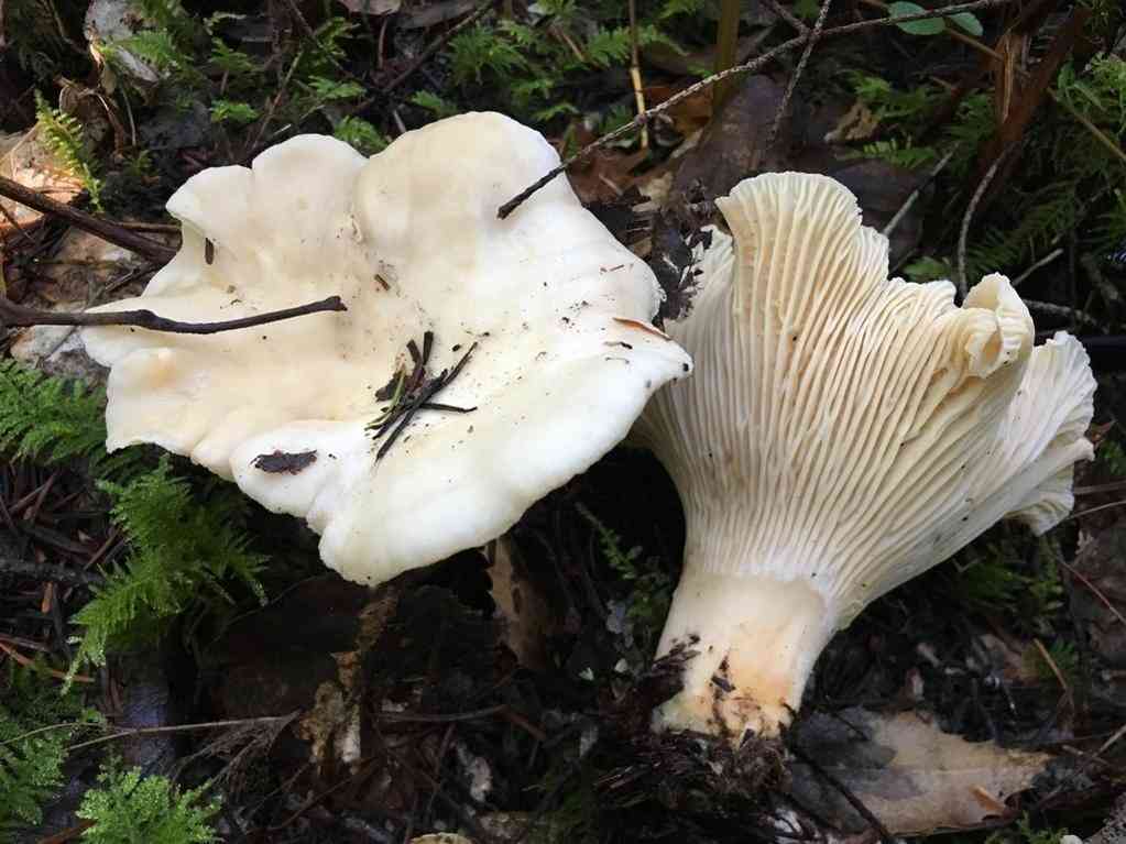 White chanterelle (Cantharellus subalbidus) thumbnail 1