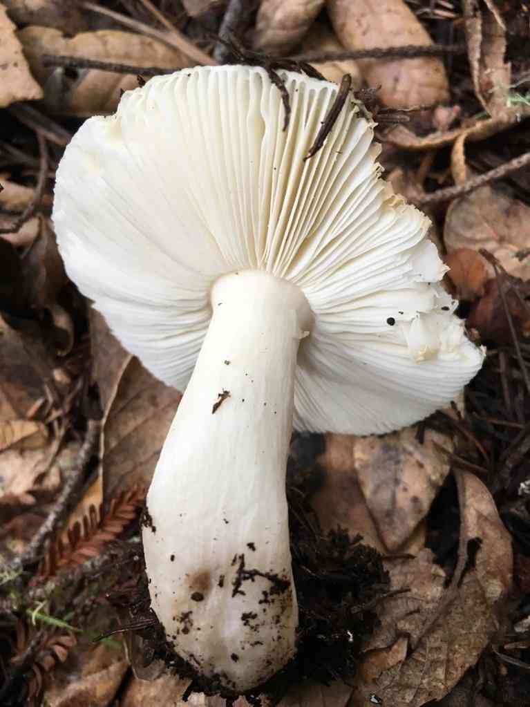 Boring white russula (Russula albidula) thumbnail 2