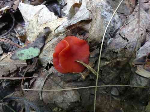 Stalked scarlet cup (Sarcoscypha occidentalis) thumbnail 2